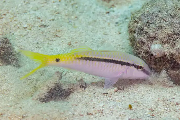 Parupeneus forsskali の写真 · ハルガダ近郊の紅海のリーフでダイバーが出会える種のひとつ