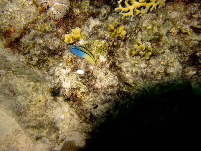 Ecsenius gravieri の写真 · ハルガダ近郊の紅海のリーフでダイバーが出会える種のひとつ