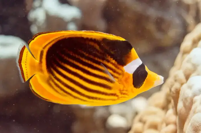 レッドシー・ラクーン・バタフライフィッシュ の写真 · 学名 Chaetodon fasciatus · ハルガダ近郊の紅海のリーフでダイバーが出会える種のひとつ