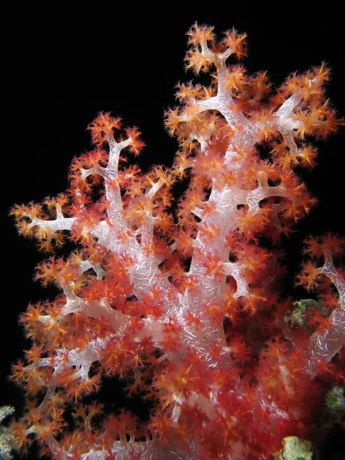 Dendronephthya hemprichi の写真 · ハルガダ近郊の紅海のリーフでダイバーが出会える種のひとつ