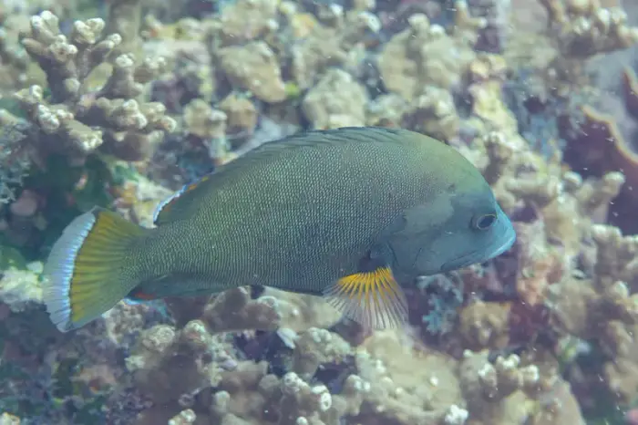 Aethaloperca rogaa の写真 · ハルガダ近郊の紅海のリーフでダイバーが出会える種のひとつ