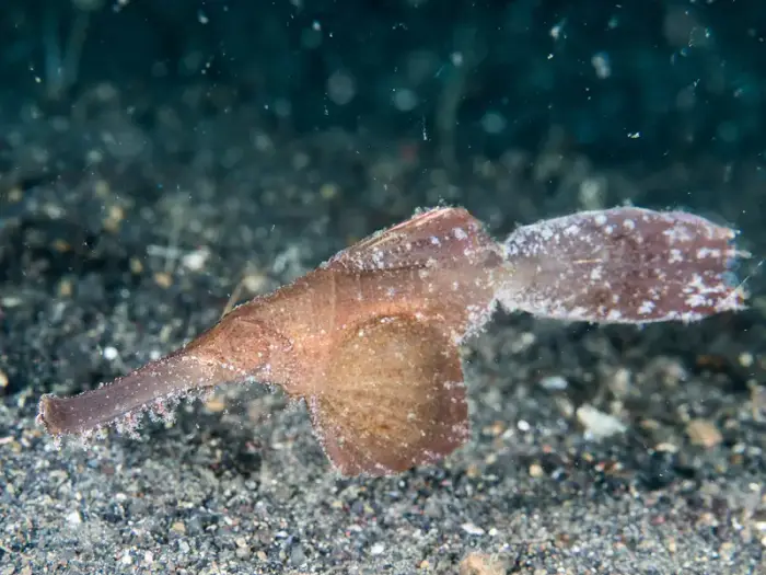Solenostomus cyanopterus の写真 · ハルガダ近郊の紅海のリーフでダイバーが出会える種のひとつ