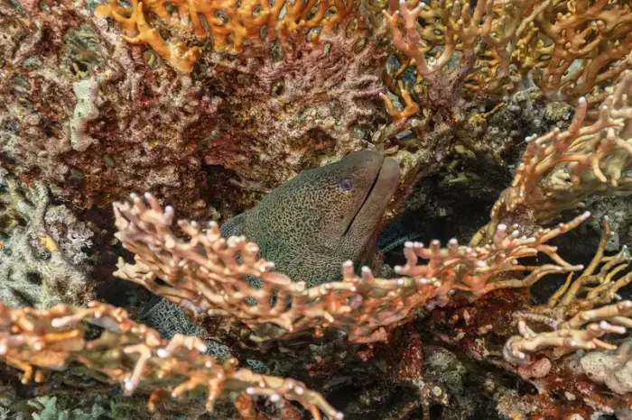 Plectropomus pessuliferus の写真 · ハルガダ近郊の紅海のリーフでダイバーが出会える種のひとつ