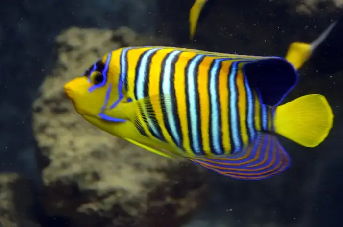 ニシキヤッコ の写真 · 学名 Pygoplites diacanthus · ハルガダ近郊の紅海のリーフでダイバーが出会える種のひとつ