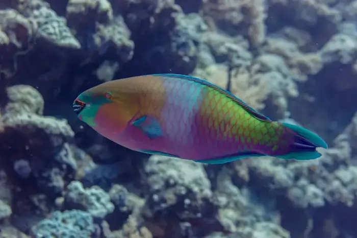 Scarus ferrugineus の写真 · ハルガダ近郊の紅海のリーフでダイバーが出会える種のひとつ