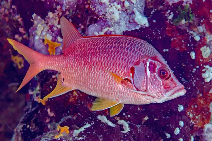 トガリエビス の写真 · 学名 Sargocentron spiniferum · ハルガダ近郊の紅海のリーフでダイバーが出会える種のひとつ