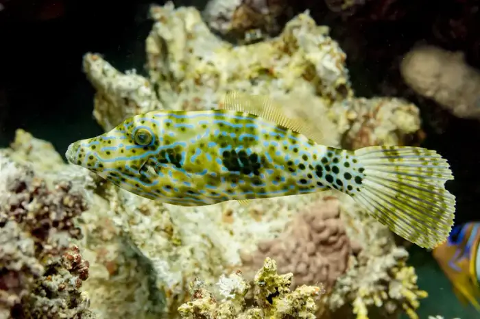 ソウシハギ の写真 · 学名 Aluterus scriptus · ハルガダ近郊の紅海のリーフでダイバーが出会える種のひとつ