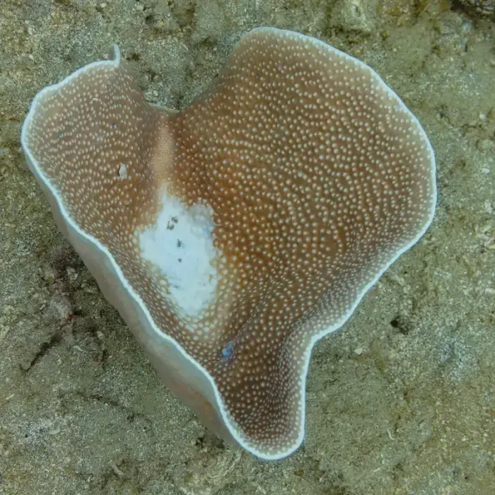 Turbinaria mesenterina の写真 · ハルガダ近郊の紅海のリーフでダイバーが出会える種のひとつ