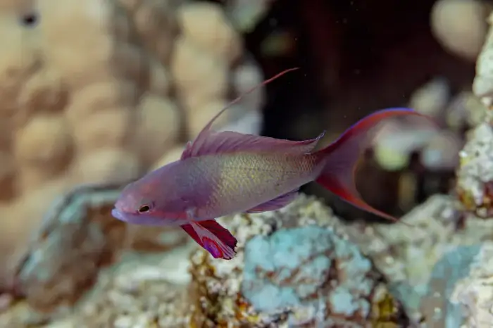 キンギョハナダイ の写真 · 学名 Pseudanthias squamipinnis · ハルガダ近郊の紅海のリーフでダイバーが出会える種のひとつ