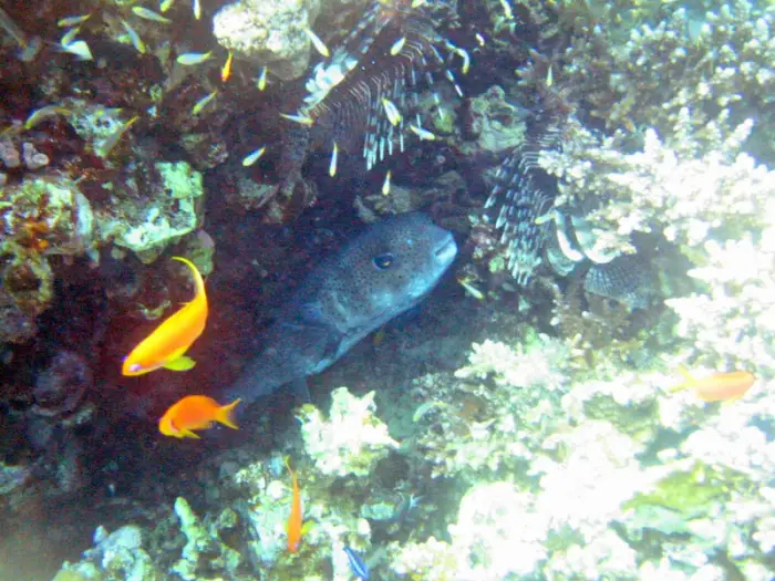 ネズミフグ の写真 · 学名 Diodon hystrix · ハルガダ近郊の紅海のリーフでダイバーが出会える種のひとつ