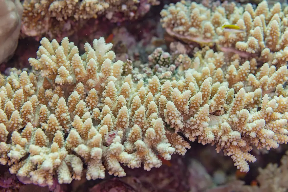 Acropora hemprichii 사진 · 후르가다 인근 홍해 산호초에서 다이버가 만나는 종 가운데 하나
