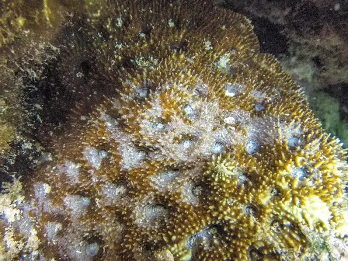 Acanthastrea echinata の写真 · ハルガダ近郊の紅海のリーフでダイバーが出会える種のひとつ