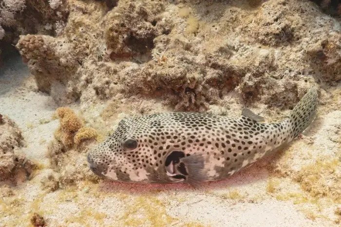 モヨウフグ の写真 · 学名 Arothron stellatus · ハルガダ近郊の紅海のリーフでダイバーが出会える種のひとつ