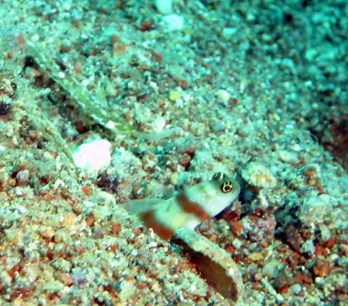 Amblyeleotris steinitzi の写真 · ハルガダ近郊の紅海のリーフでダイバーが出会える種のひとつ