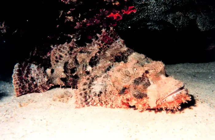 Synanceia verrucosa の写真 · ハルガダ近郊の紅海のリーフでダイバーが出会える種のひとつ