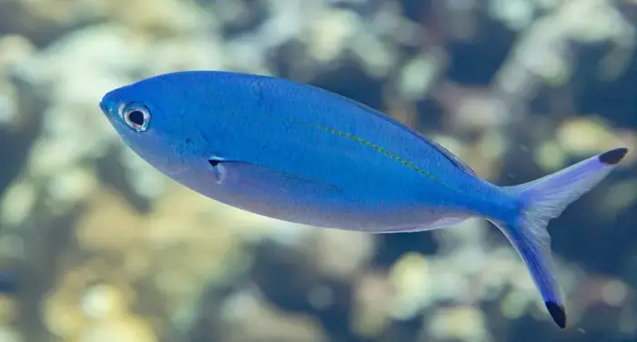 スエズフュージラー の写真 · 学名 Caesio suevica · ハルガダ近郊の紅海のリーフでダイバーが出会える種のひとつ