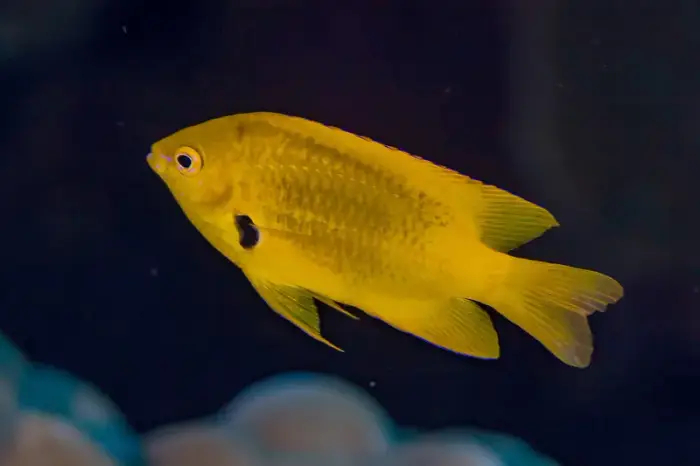 Pomacentrus sulfureus の写真 · ハルガダ近郊の紅海のリーフでダイバーが出会える種のひとつ