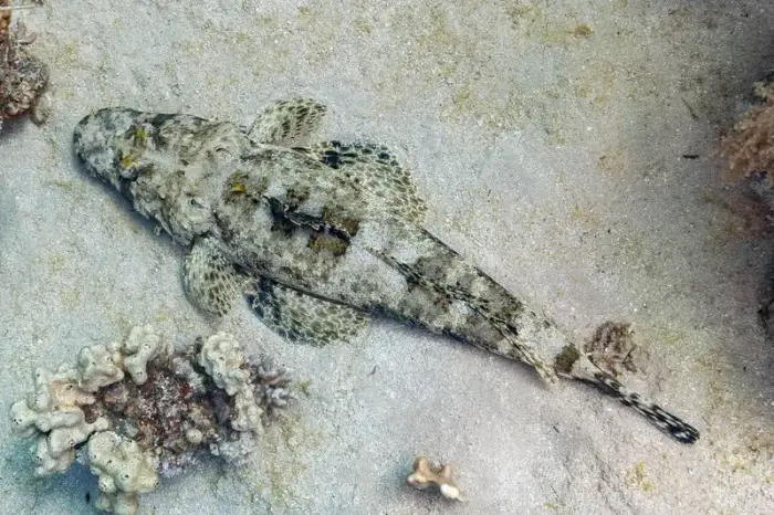 Papilloculiceps longiceps の写真 · ハルガダ近郊の紅海のリーフでダイバーが出会える種のひとつ