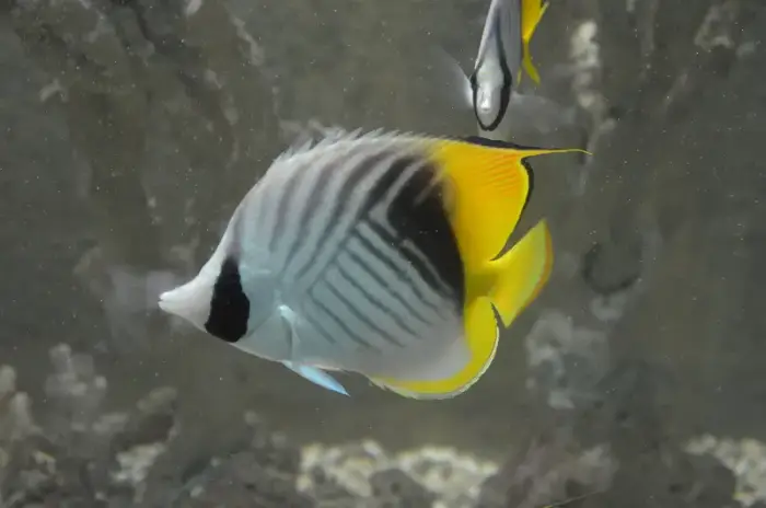 トゲチョウチョウウオ の写真 · 学名 Chaetodon auriga · ハルガダ近郊の紅海のリーフでダイバーが出会える種のひとつ