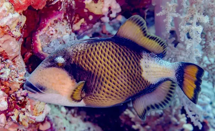 ゴマモンガラ の写真 · 学名 Balistoides viridescens · ハルガダ近郊の紅海のリーフでダイバーが出会える種のひとつ