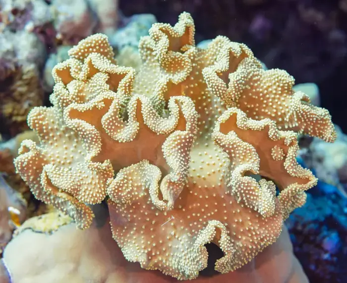 Sarcophyton glaucum の写真 · ハルガダ近郊の紅海のリーフでダイバーが出会える種のひとつ