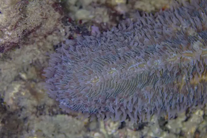 Herpolitha limax の写真 · ハルガダ近郊の紅海のリーフでダイバーが出会える種のひとつ