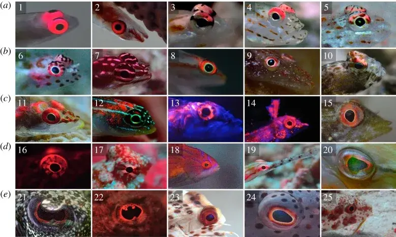 Fotografía de Aulostomus chinensis, una de las especies que los buceadores encuentran en los arrecifes del mar Rojo cerca de Hurghada