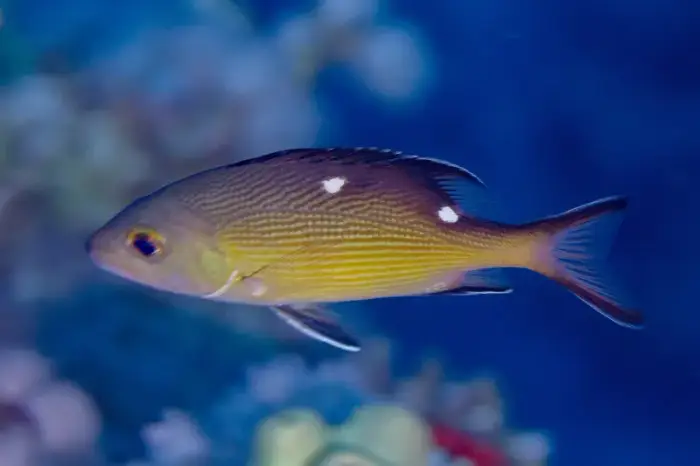 バラフエダイ の写真 · 学名 Lutjanus bohar · ハルガダ近郊の紅海のリーフでダイバーが出会える種のひとつ