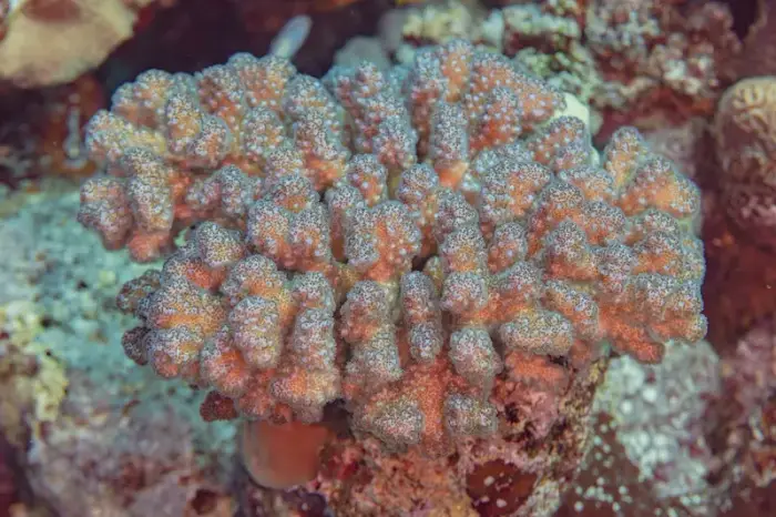 Pocillopora verrucosa の写真 · ハルガダ近郊の紅海のリーフでダイバーが出会える種のひとつ