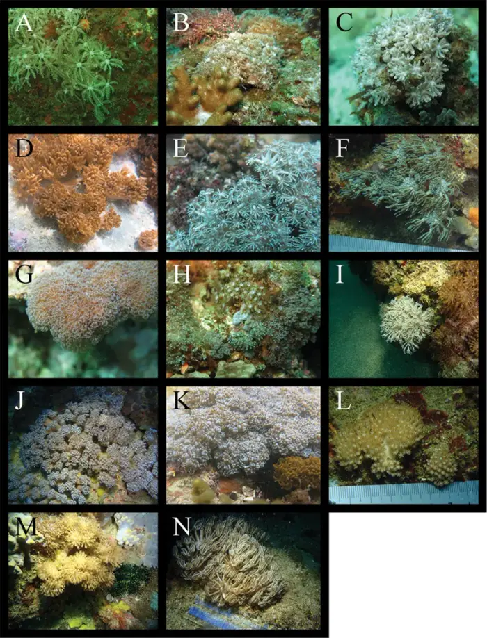 Anthelia glauca の写真 · ハルガダ近郊の紅海のリーフでダイバーが出会える種のひとつ