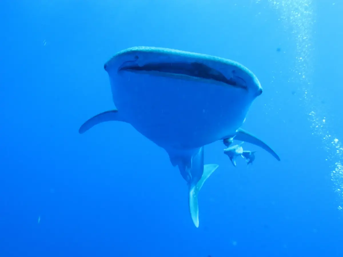 Fotografía de Tiburon ballena, nombre científico Rhincodon typus, una de las especies que los buceadores encuentran en los arrecifes del mar Rojo cerca de Hurghada