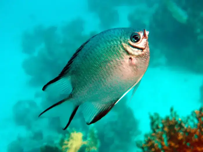 Amblyglyphidodon leucogaster の写真 · ハルガダ近郊の紅海のリーフでダイバーが出会える種のひとつ