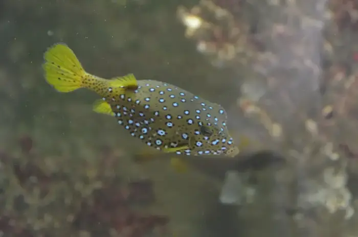 ミナミハコフグ の写真 · 学名 Ostracion cubicus · ハルガダ近郊の紅海のリーフでダイバーが出会える種のひとつ