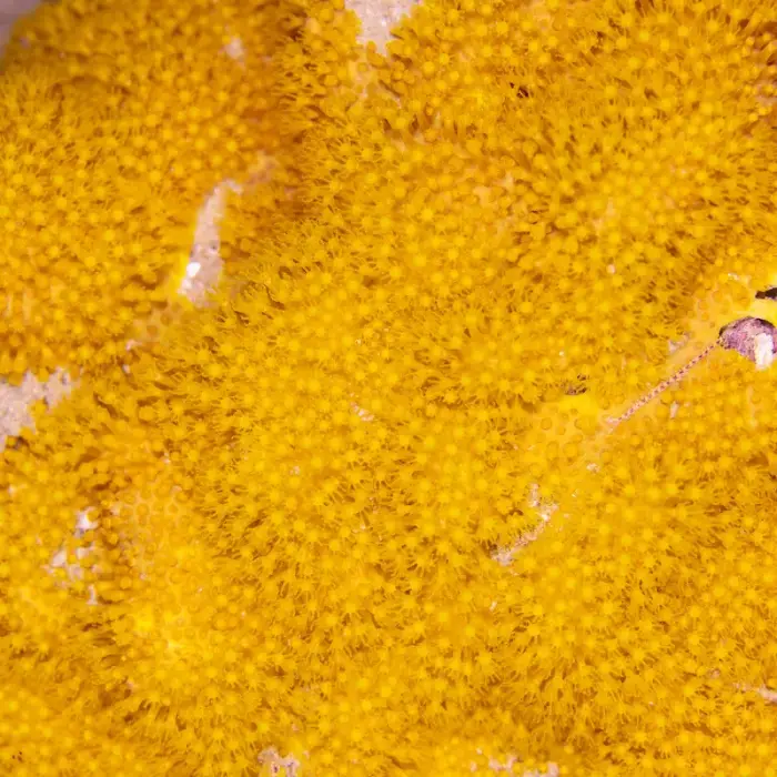 Rhytisma fulvum の写真 · ハルガダ近郊の紅海のリーフでダイバーが出会える種のひとつ