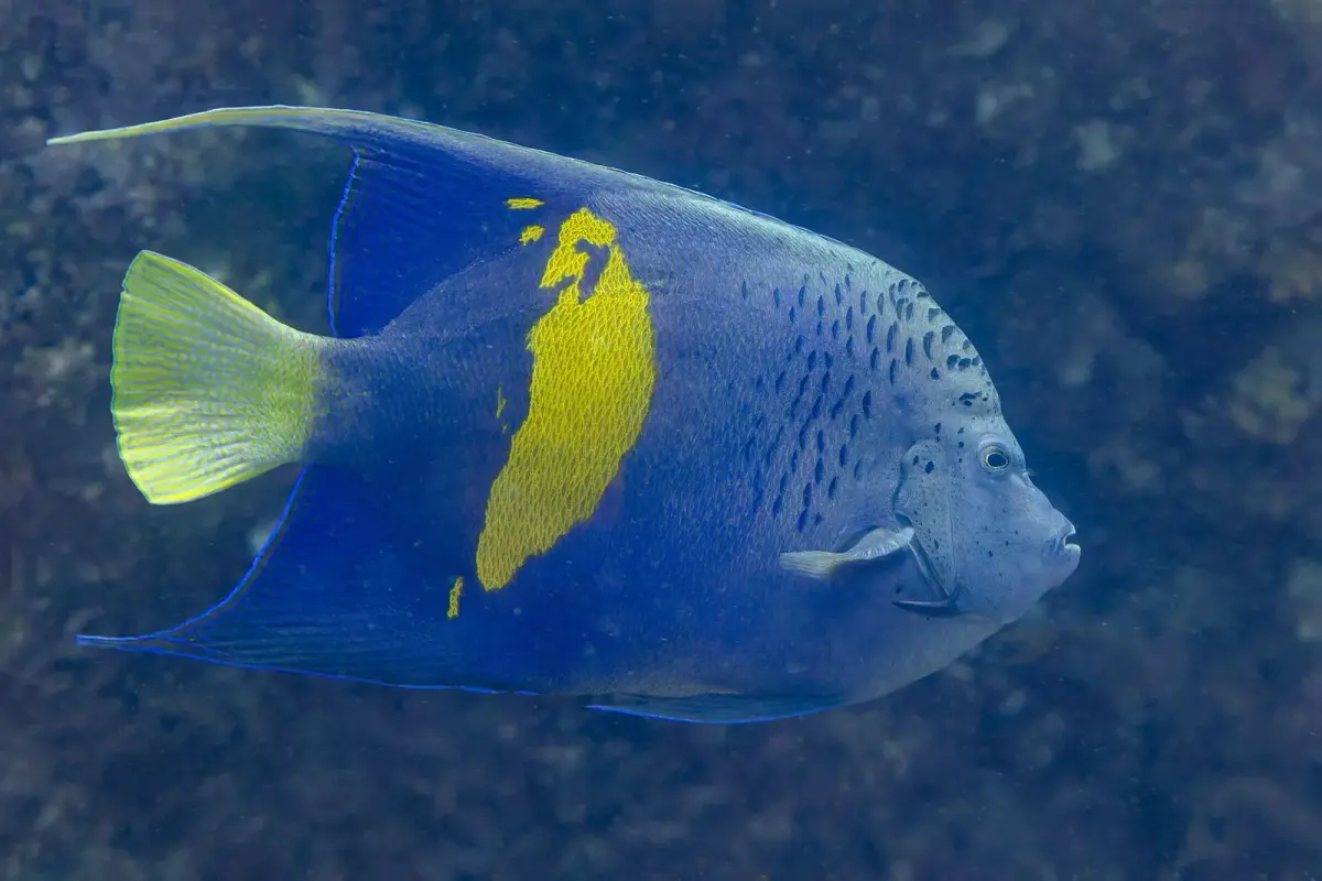 Pomacanthus maculosus 사진 · 후르가다 인근 홍해 산호초에서 다이버가 만나는 종 가운데 하나