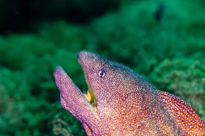 アデウツボ の写真 · 学名 Gymnothorax nudivomer · ハルガダ近郊の紅海のリーフでダイバーが出会える種のひとつ