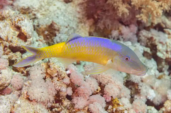 マルクチヒメジ の写真 · 学名 Parupeneus cyclostomus · ハルガダ近郊の紅海のリーフでダイバーが出会える種のひとつ