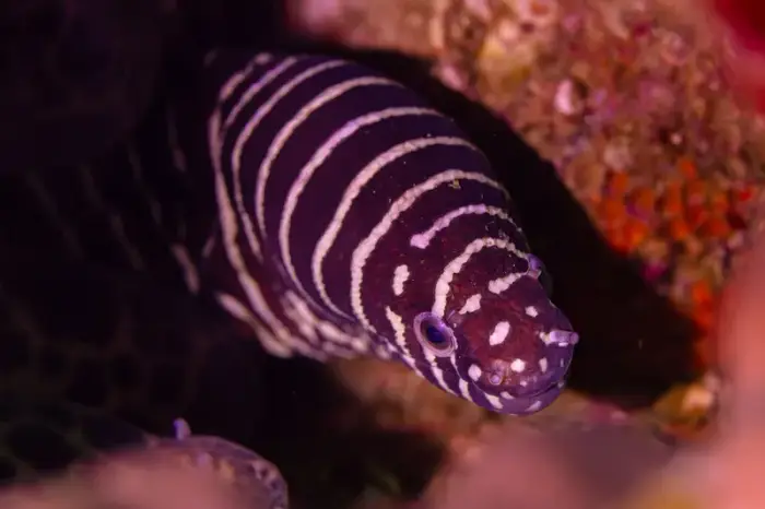 ゼブラウツボ の写真 · 学名 Gymnomuraena zebra · ハルガダ近郊の紅海のリーフでダイバーが出会える種のひとつ