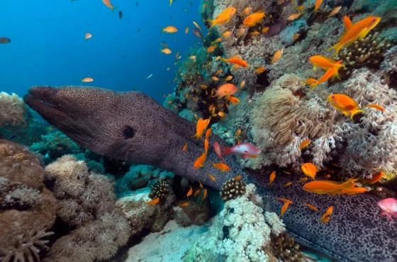 Daily Diving in Hurghada – 3 Days / 6 Dives