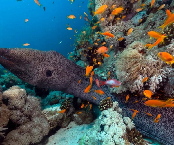 Daily Diving in Hurghada – 3 Days / 6 Dives