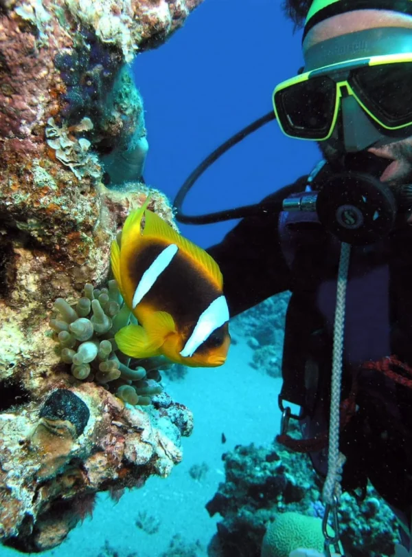 daily diving in hurghada