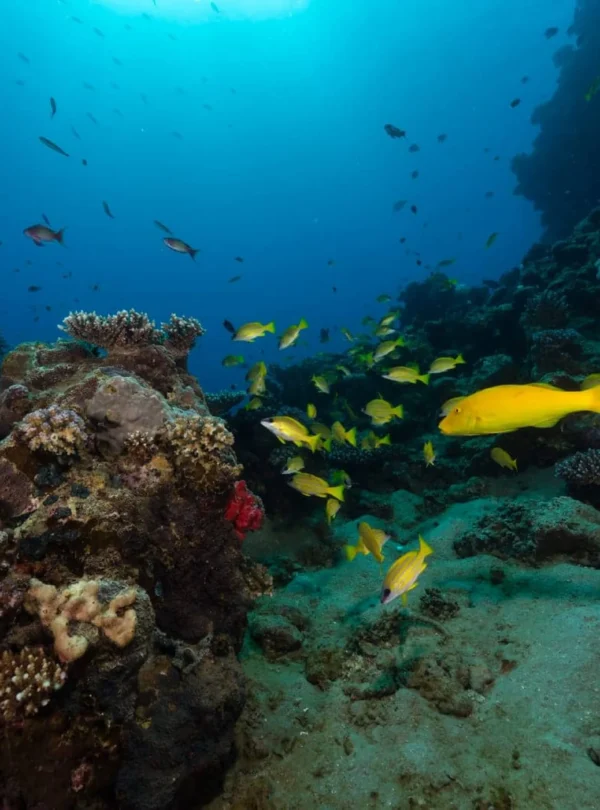 daily diving in hurghada