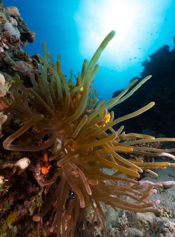 daily diving in hurghada