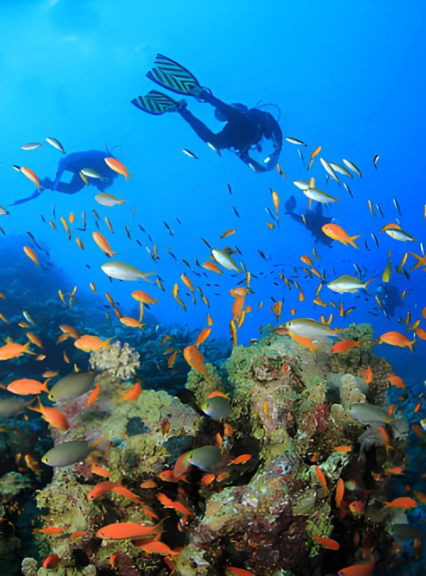 Diving in hurhgada