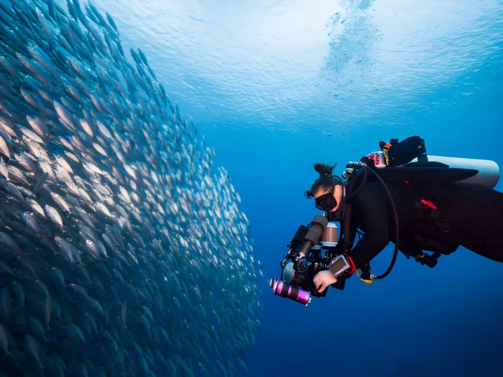 Daily Diving