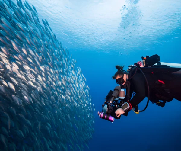 Daily Diving in Hurghada – 2 Boat Dives for Certified Divers